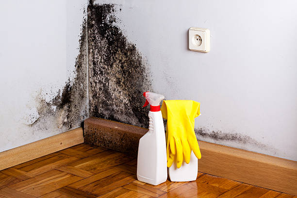 Best Health and Safety Mold Remediation in Traer, IA